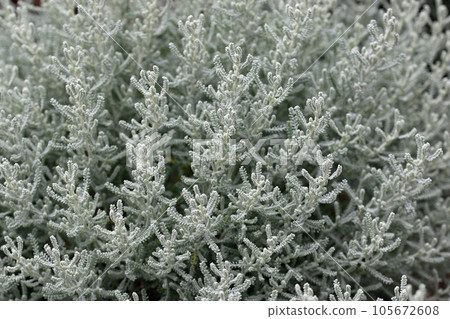 Cotton lavender plant with silver grey foliage 105672608