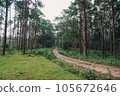 Green forest and the path 105672646