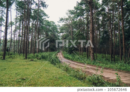 Green forest and the path Green forest and the path 105672646