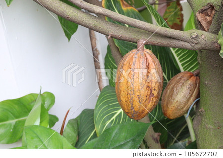 trinitario cocoa on tree on farm for harvest 105672702