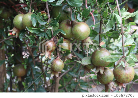 Pomegranate on tree in farm for harvest 105672703