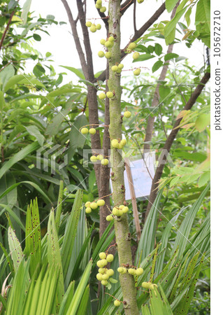 star gooseberry on tree in farm 105672710
