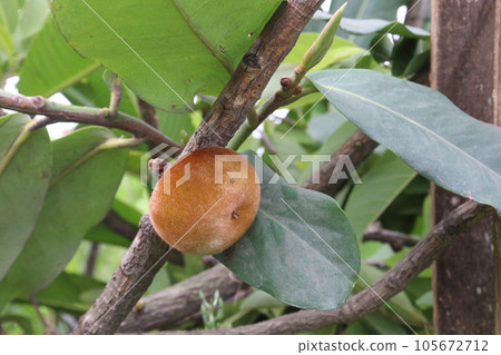 Velvet apple on tree in farm 105672712