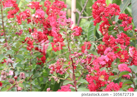 for harvest are cash crops for harvest are cash crops 105672719