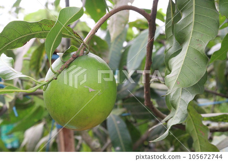 Pouteria caimito fruit on tree in farm 105672744