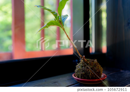By the window of a cafe near Kanazawa Castle Park 105672911