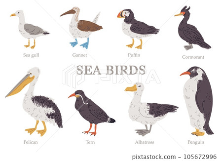 Set of vector illustrations of sea birds with titles in hand drawn design style, isolated on white background Set of vector illustrations of sea birds with titles in hand drawn design style, isolated on white background 105672996