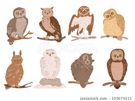 Owls set of wild birds from ornithology book, flat vector illustration isolated. 105673011