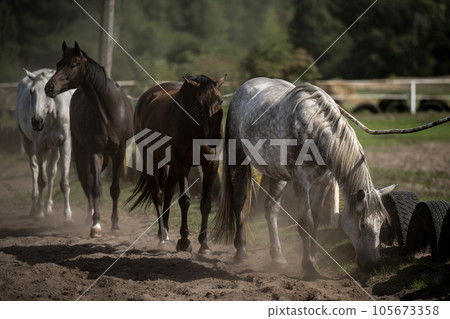 beautiful horses in a stud farm beautiful horses in a stud farm 105673358