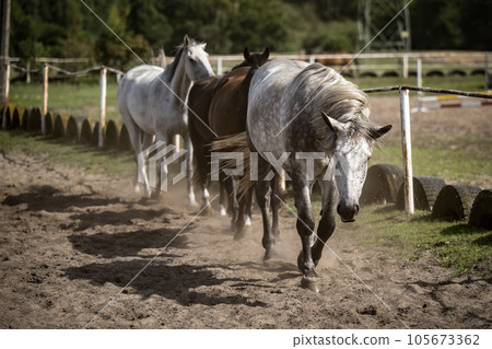 beautiful horses in a stud farm beautiful horses in a stud farm 105673362