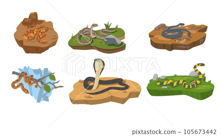 Various snakes crawling on the ground and tree, flat vector illustration isolated on white background. 105673442