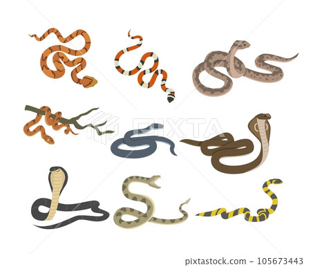 Venomous snakes set, flat vector illustration isolated on white background. 105673443