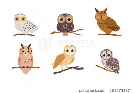 Collection of species of owls forest birds, flat vector illustration isolated. Collection of species of owls forest birds, flat vector illustration isolated. 105673487