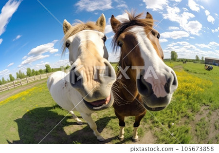 Funny horses portrait Funny horses portrait 105673858