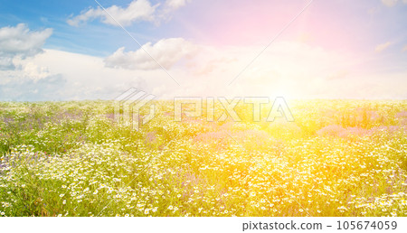 Field of chamomile and bright sun on blue sky. Wide photo. Field of chamomile and bright sun on blue sky. Wide photo. 105674059