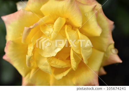 Yellow rose after the rain. A beautiful rose in drops of water. Flowers close-up. Yellow rose after the rain. A beautiful rose in drops of water. Flowers close-up. 105674241