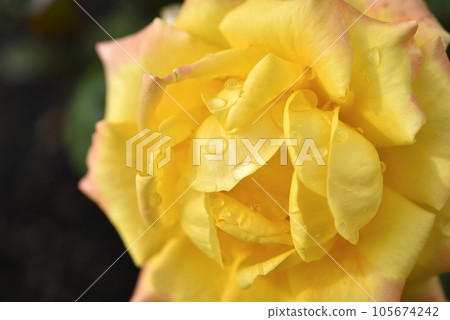 Yellow rose after the rain. A beautiful rose in drops of water. Flowers close-up. Yellow rose after the rain. A beautiful rose in drops of water. Flowers close-up. 105674242
