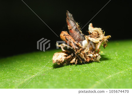 A kind of larva of the rhododendron 105674470