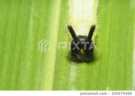 Crocodon butterfly larva 105674498
