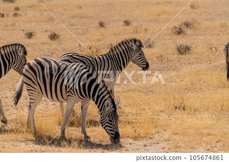Zebra in Etosha Zebra in Etosha 105674861