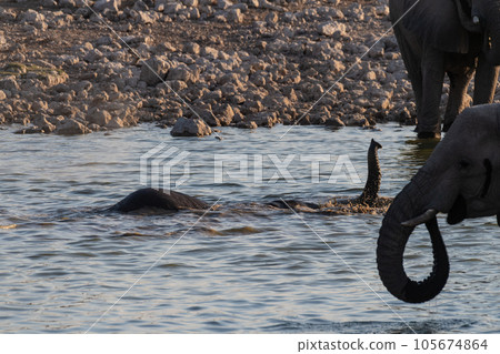 Bathing Elephants in Etosha Bathing Elephants in Etosha 105674864