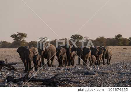 Bathing Elephants in Etosha 105674865
