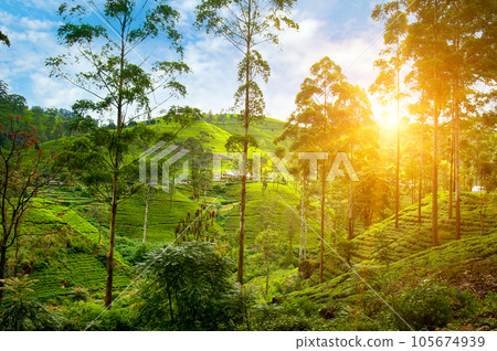 Tea plantation on the slopes of the mountains and beautiful sunrise. Sri Lanka 105674939