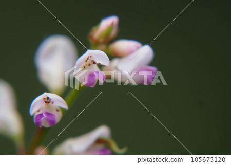 Nusubitohagi's flower 105675120