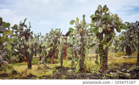 Giant opuntia (Opuntia galapageia) on Santa Cruz Island, Galapagos National Park, Ecuador. Giant opuntia (Opuntia galapageia) on Santa Cruz Island, Galapagos National Park, Ecuador. 105675167