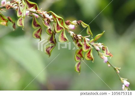 Nussbit野兔 105675318