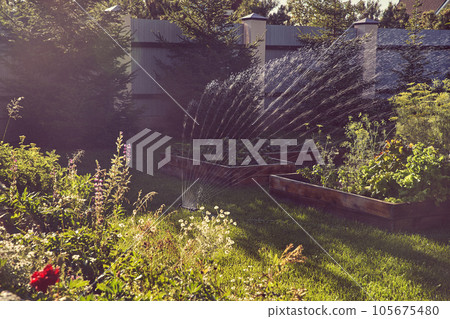 Fan irrigation system with a sprayer in the garden on a sunny summer day. Sprinkler system for watering plants. The concept of gardening, growing and caring for plants. High quality photo 105675480