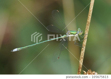 Closeup on a Small emerald spreadwing damselfly, Lestes virens perched in the vegeation 105675613