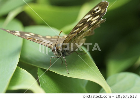 Low angle closeup on a Brown Speckled butterfly, Pararge ageria sitting on a leaf with spread wings Low angle closeup on a Brown Speckled butterfly, Pararge ageria sitting on a leaf with spread wings 105675618