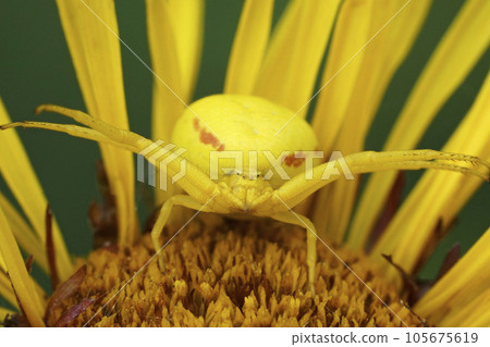 Close-up on a threatening yellow crab spider, Misumena vatia 105675619