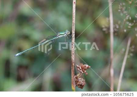 Closeup on the Small emerald spreadwing , Lestes virens perched in the vegetation Closeup on the Small emerald spreadwing , Lestes virens perched in the vegetation 105675625