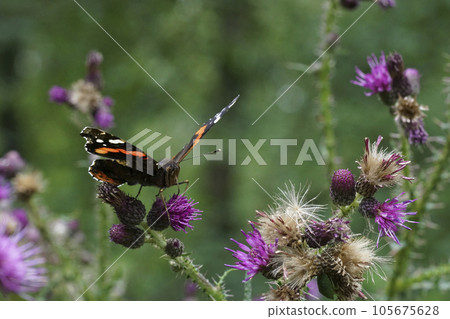 Closeup on a red Admiral butterfly, Vanessa atalanta sitting on a purple thistle flower Closeup on a red Admiral butterfly, Vanessa atalanta sitting on a purple thistle flower 105675628