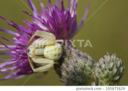 Closeup on a white crab spider , Misumena vatia waiting for prey on a purple thistle flower Closeup on a white crab spider , Misumena vatia waiting for prey on a purple thistle flower 105675629