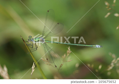 Closeup on a Small emerald spreadwing damselfly, Lestes virens perched in the vegetation 105675652