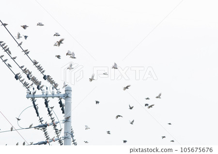 A flock of birds perched on an electric wire flew away A flock of birds perched on an electric wire flew away 105675676
