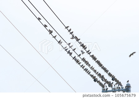 一群鳥棲息在電線上 一群鳥棲息在電線上 105675679
