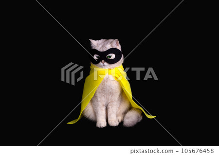 white cat in a black mask and yellow cape sits on black background, looking down white cat in a black mask and yellow cape sits on black background, looking down 105676458