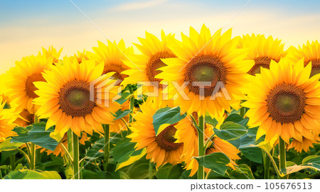 beautiful blooming sunflower field 105676513