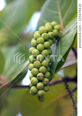 Seagrape fruits Seagrape fruits 105676616
