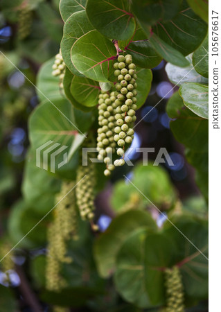 Coccoloba uvifera Coccoloba uvifera 105676617