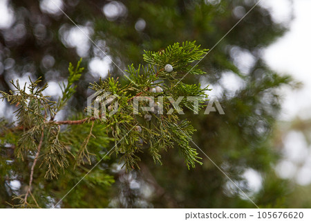 Fruits of a Chinese juniper Fruits of a Chinese juniper 105676620