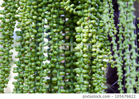Grape of caryota flowers ready to bloom 105676622
