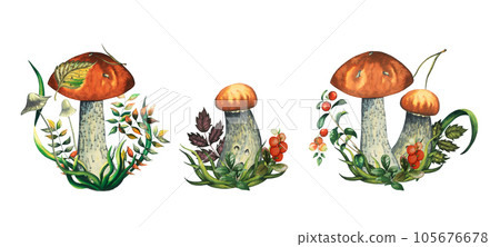 Set of three compositions with watercolour wild forest leccinum aurantiacum red edible mushroom with leaves, toadstools, blueberry branch, cranberry, lingonberry, grass and pine needle. Isolated hand 105676678