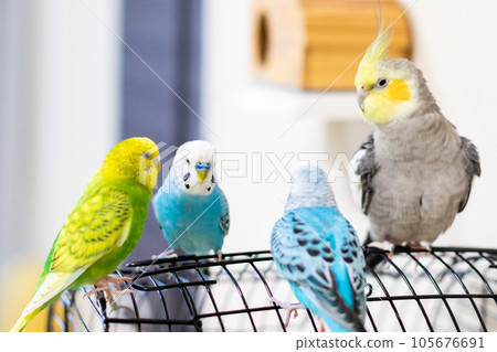 [Pet] Budgerigar and cockatiel playing on the cage 105676691