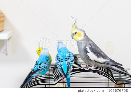 [寵物] 虎皮鸚鵡和玄鳳鸚鵡在籠子裡玩耍 105676708