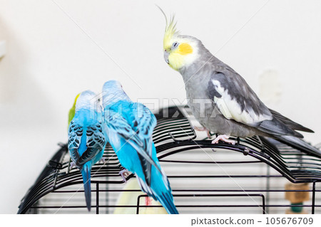 [寵物] 虎皮鸚鵡和玄鳳鸚鵡在籠子裡玩耍 105676709